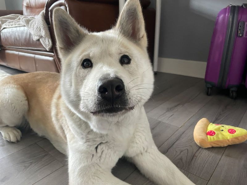 Eevee | Siberian Husky Cross | Glasgow - 1