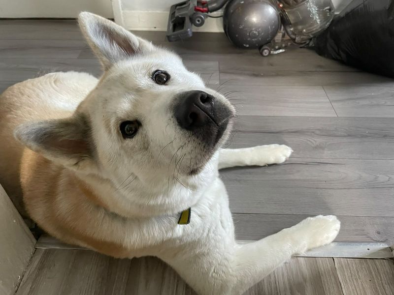 Eevee | Siberian Husky Cross | Glasgow - 3