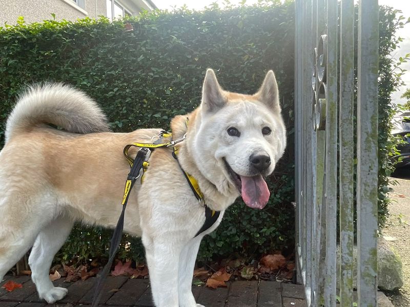 Eevee | Siberian Husky Cross | Glasgow - 4