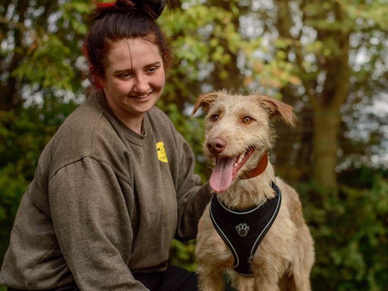 Stanley | Lurcher | Kenilworth (West Midlands) - 3