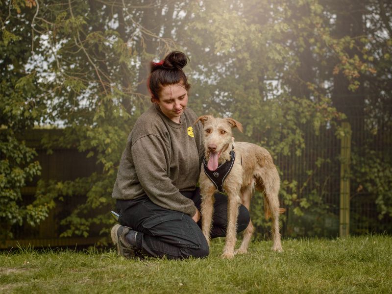 Stanley | Lurcher | Kenilworth (West Midlands) - 1
