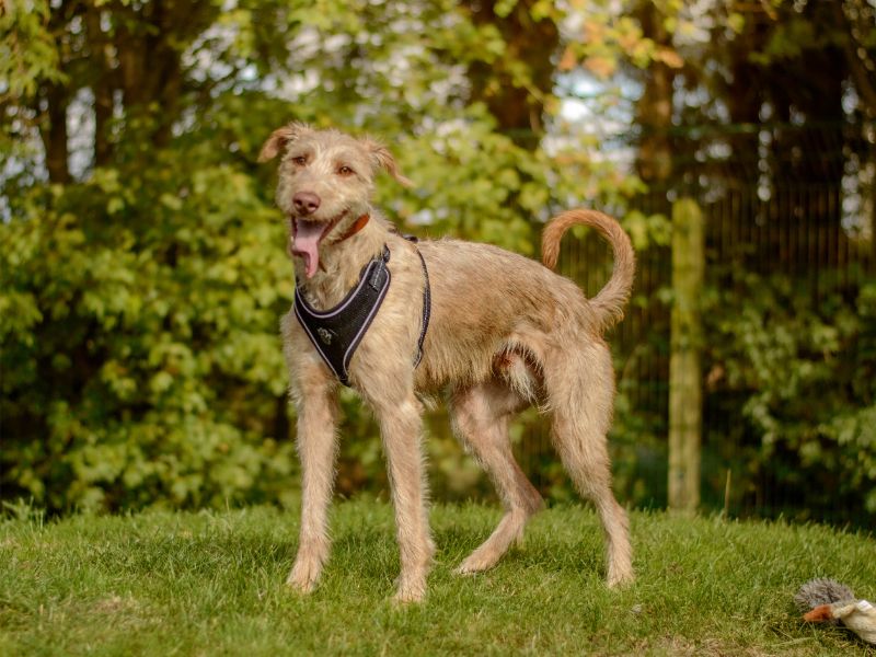Stanley | Lurcher | Kenilworth (West Midlands) - 4