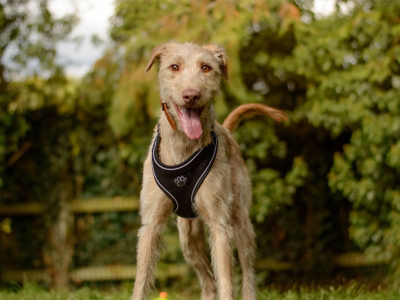 Stanley | Lurcher | Kenilworth (West Midlands) - 5