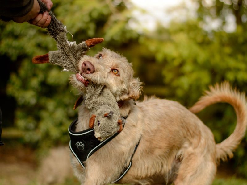 Stanley | Lurcher | Kenilworth (West Midlands) - 2