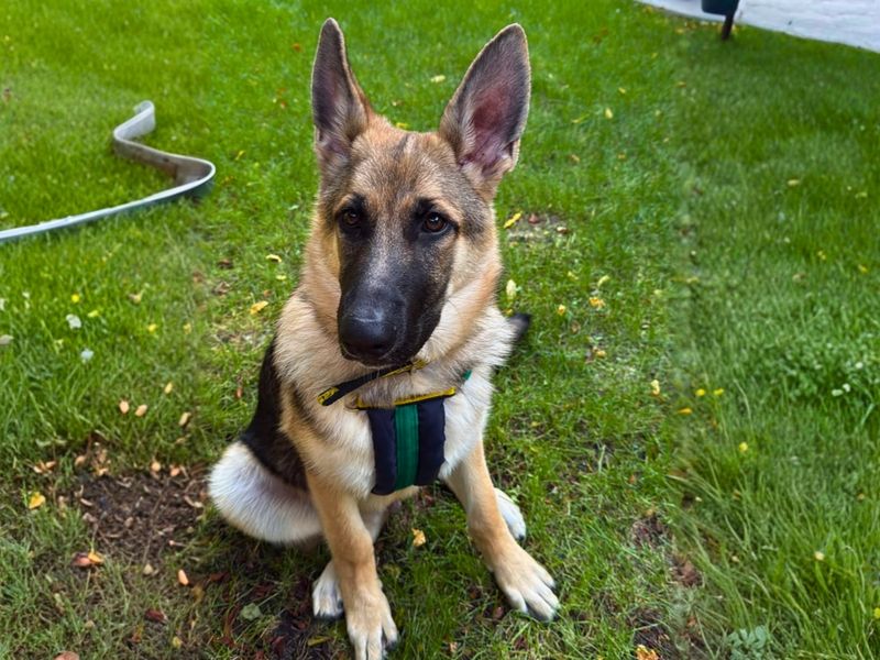 Diesel | German Shepherd Dog | Salisbury (Wiltshire) - 3