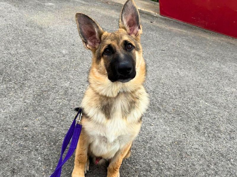Diesel | German Shepherd Dog | Salisbury (Wiltshire) - 1