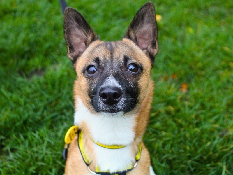 Louie | Terrier (Jack Russell) Cross | Manchester - 4
