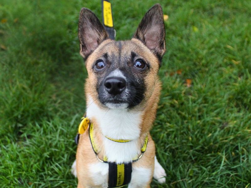 Louie | Terrier (Jack Russell) Cross | Manchester - 2