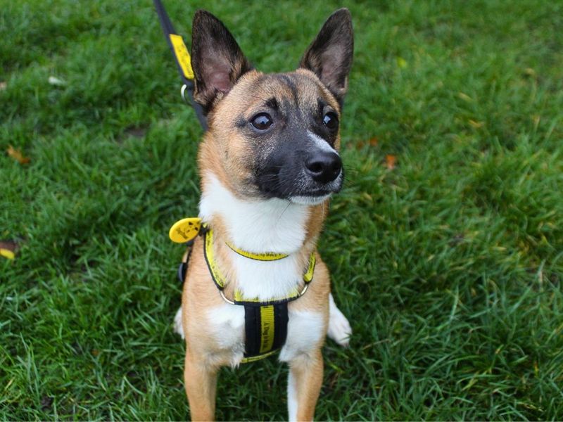 Louie | Terrier (Jack Russell) Cross | Manchester - 3
