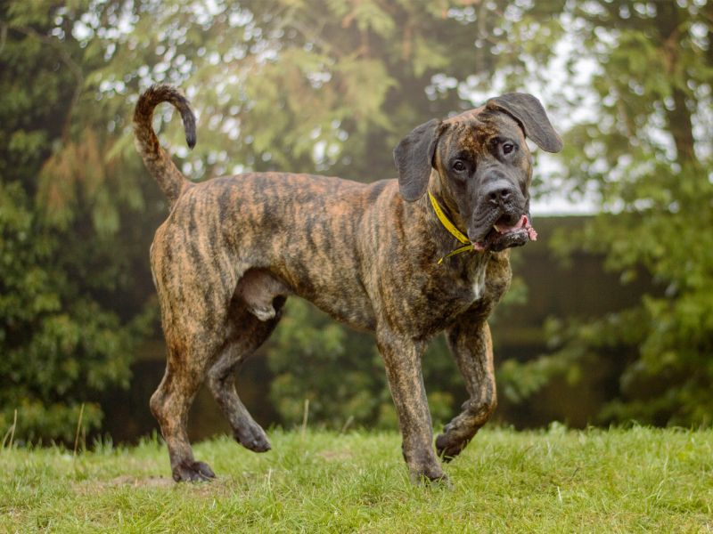 Belmont | Mastiff | Kenilworth (West Midlands) - 3