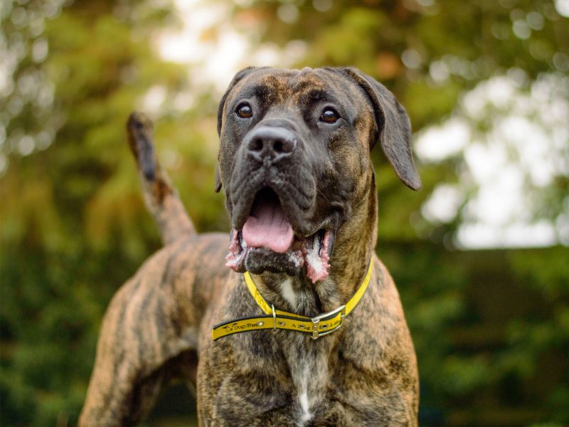 Belmont | Mastiff | Kenilworth (West Midlands) - 5