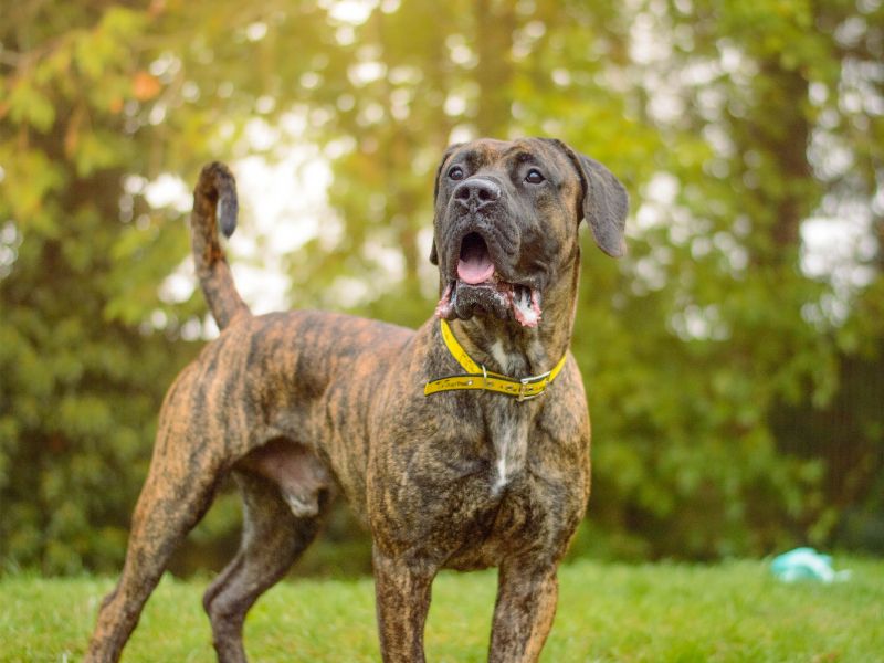 Belmont | Mastiff | Kenilworth (West Midlands) - 4