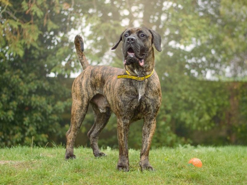 Mastiff Dogs And Puppies For Adoption