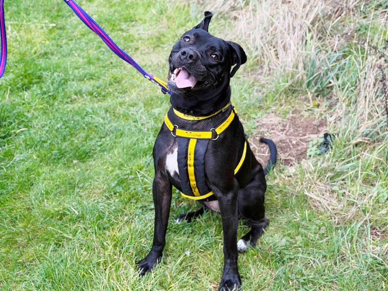 Pepper | Terrier (Staffordshire Bull) Cross | Leeds - 2