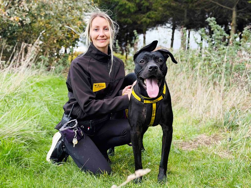Pepper | Terrier (Staffordshire Bull) Cross | Leeds - 3