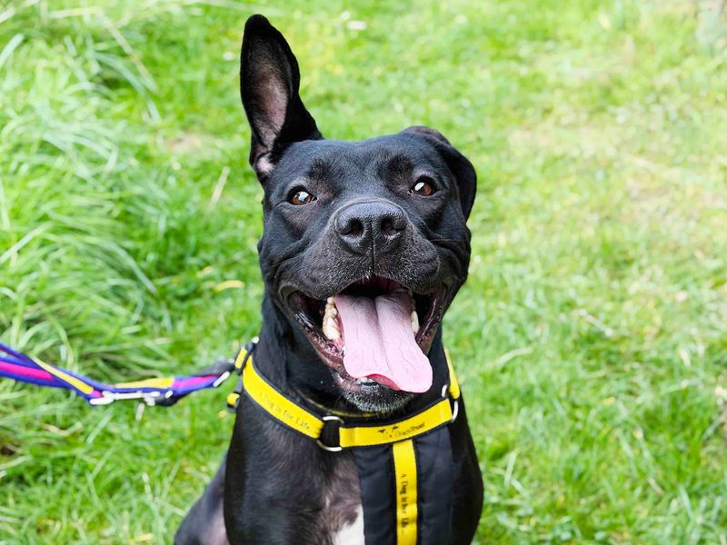 Pepper | Terrier (Staffordshire Bull) Cross | Leeds - 1