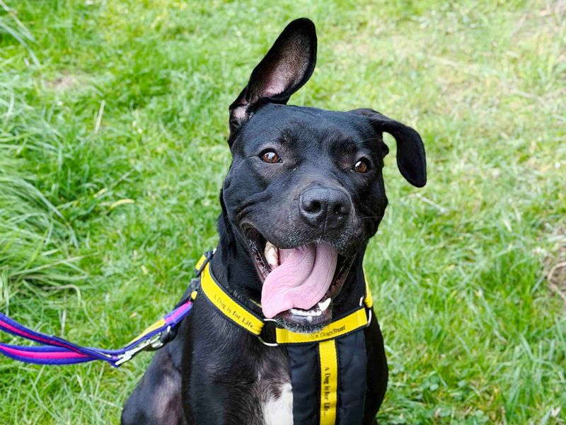 Pepper | Terrier (Staffordshire Bull) Cross | Leeds - 4
