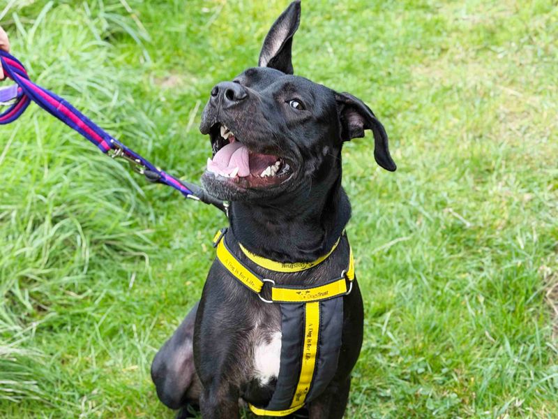 Pepper | Terrier (Staffordshire Bull) Cross | Leeds - 5