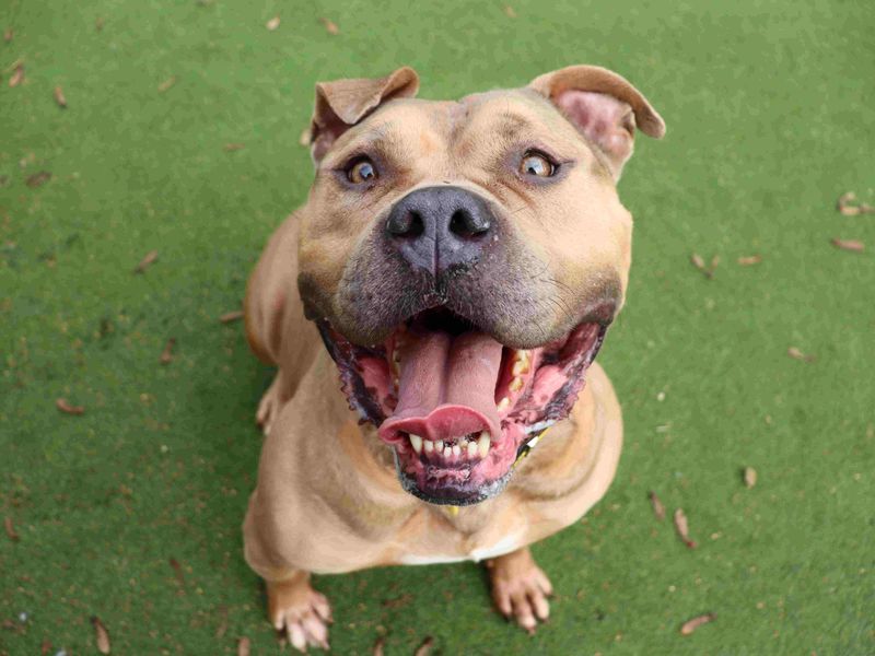 Sunny | Terrier (Staffordshire Bull) Cross | Glasgow - 3