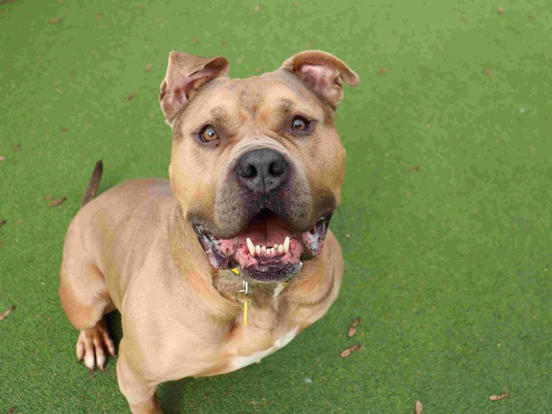 Sunny | Terrier (Staffordshire Bull) Cross | Glasgow - 4