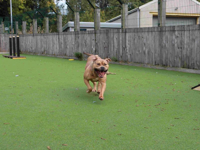 Sunny | Terrier (Staffordshire Bull) Cross | Glasgow - 2