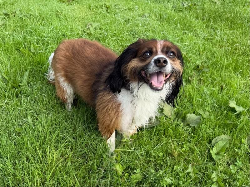 Becks | Spaniel (Cavalier King Charles) Cross | Bridgend (Wales) - 1