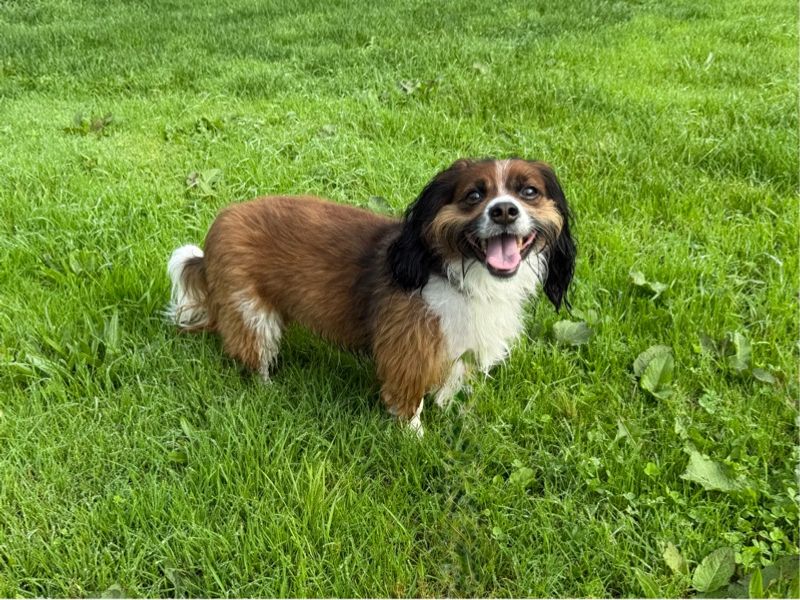 Becks | Spaniel (Cavalier King Charles) Cross | Bridgend (Wales) - 4