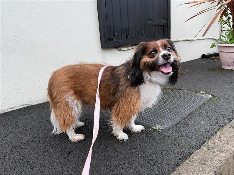 Becks | Spaniel (Cavalier King Charles) Cross | Bridgend (Wales) - 2