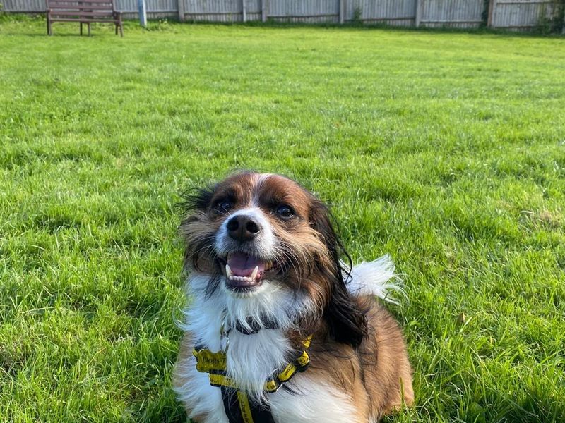 Becks | Spaniel (Cavalier King Charles) Cross | Bridgend (Wales) - 3
