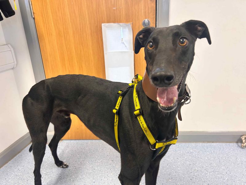 Beetlejuice | Greyhound | Loughborough - 4