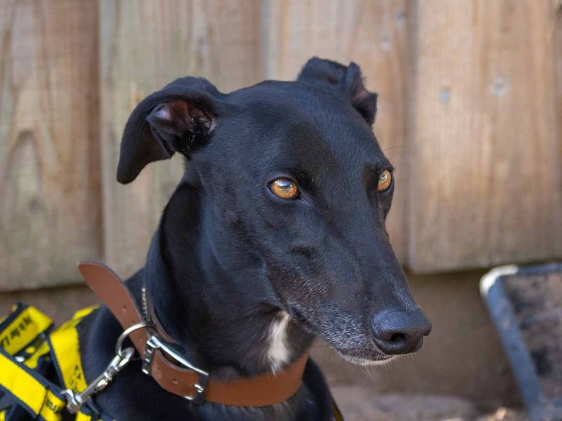 Beetlejuice | Greyhound | Loughborough - 3