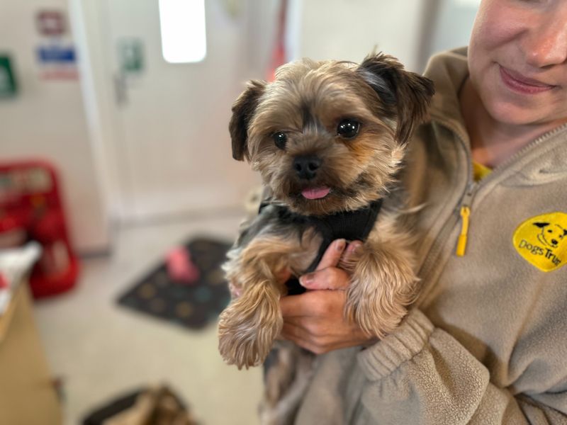 Micki | Terrier (Yorkshire) | Bridgend (Wales) - 4