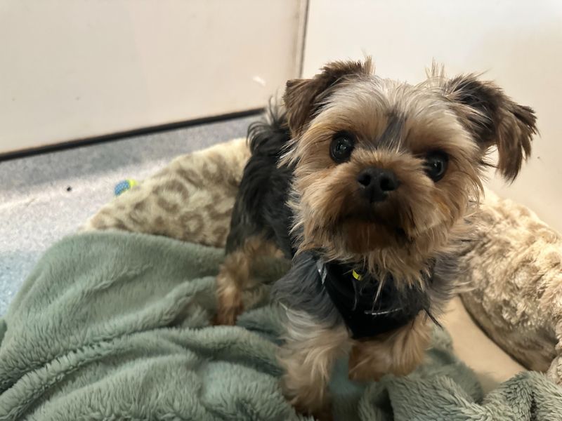 Micki | Terrier (Yorkshire) | Bridgend (Wales) - 2