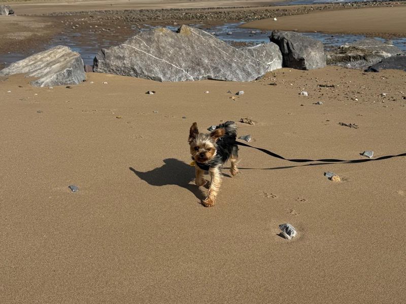Micki | Terrier (Yorkshire) | Bridgend (Wales) - 5