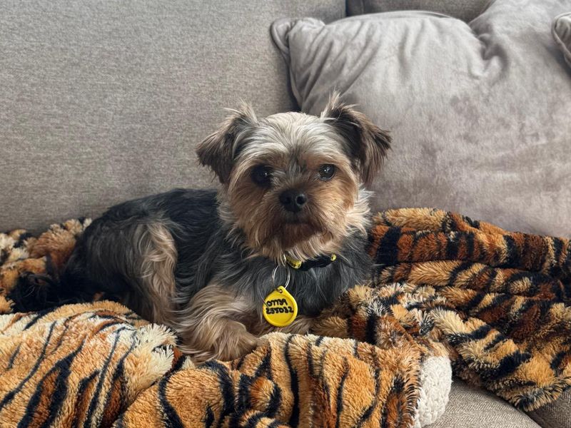 Micki | Terrier (Yorkshire) | Bridgend (Wales) - 3