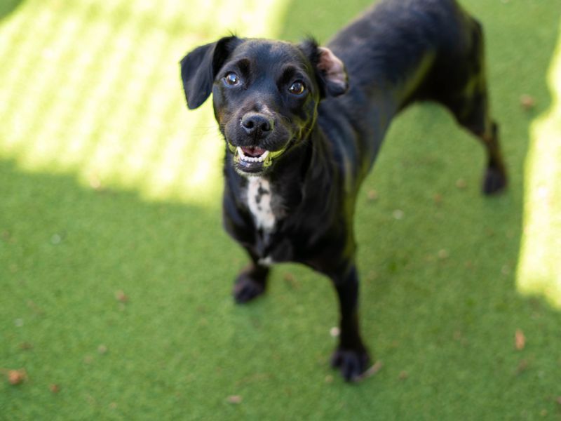 Minnie | Crossbreed | Newbury (Berkshire) - 4