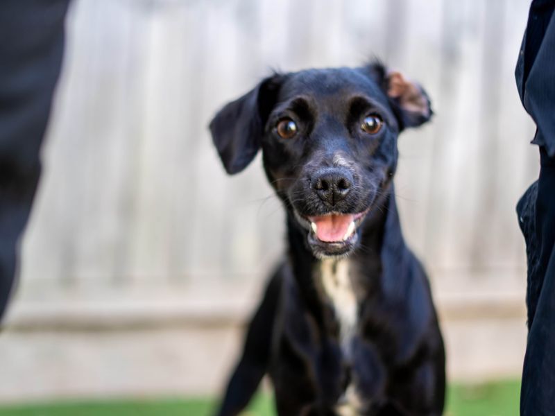 Minnie | Crossbreed | Newbury (Berkshire) - 2