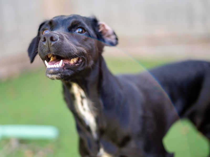 Minnie | Crossbreed | Newbury (Berkshire) - 3
