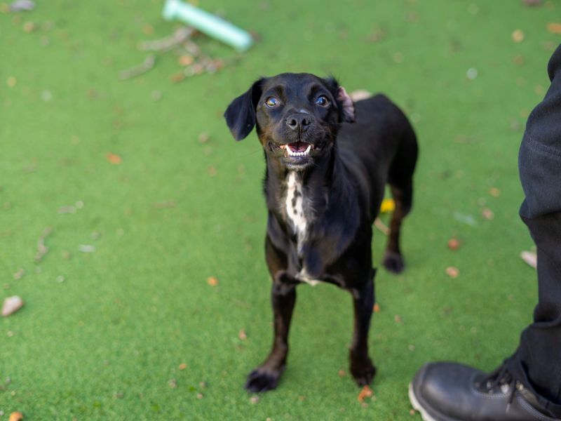 Minnie | Crossbreed | Newbury (Berkshire) - 5