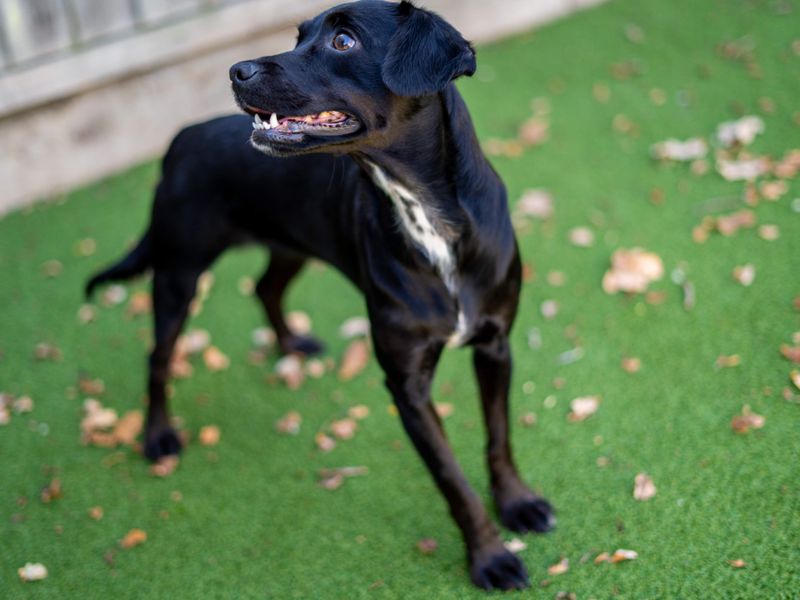 Minnie | Crossbreed | Newbury (Berkshire) - 1
