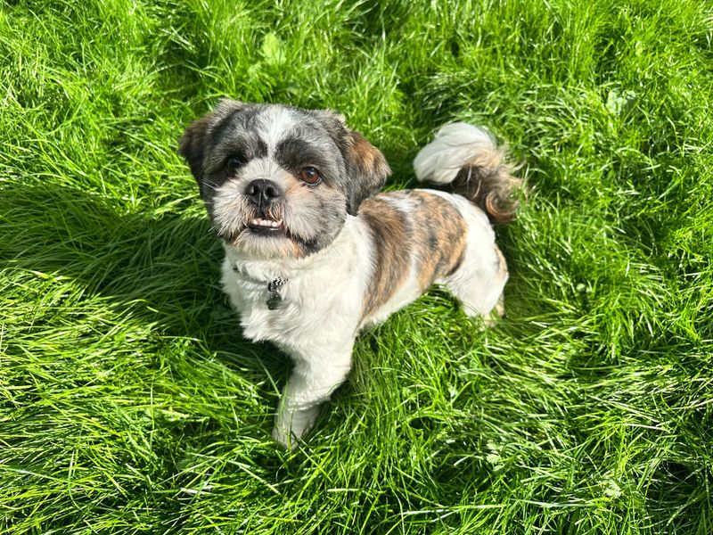 Marley | Shih Tzu | Bridgend (Wales) - 3