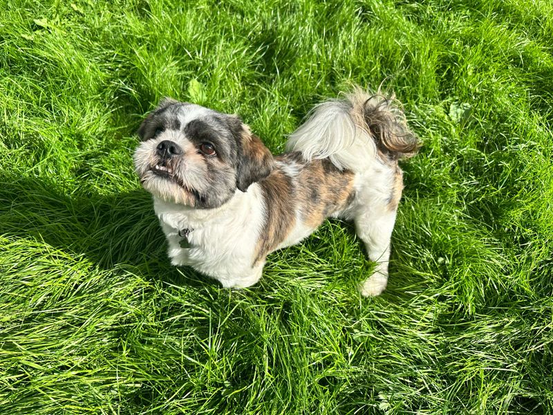 Marley | Shih Tzu | Bridgend (Wales) - 2