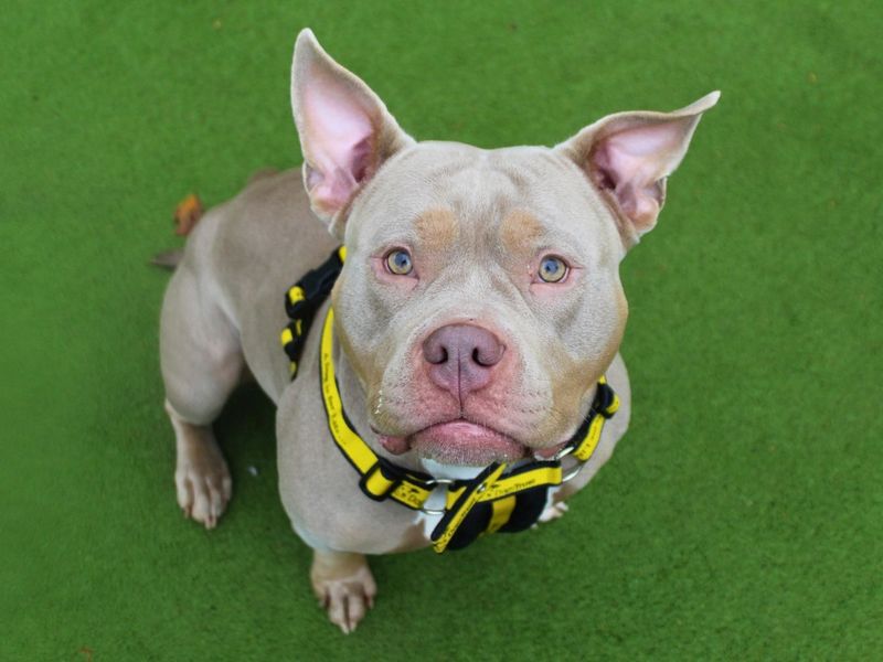 Winnie | American Bully Pocket | Manchester - 5