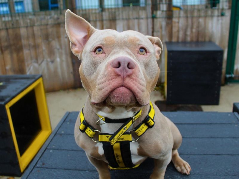 Winnie | American Bully Pocket | Manchester - 6