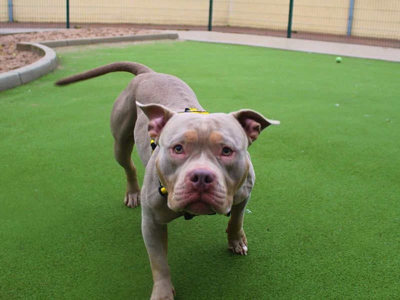 Winnie | American Bully Pocket | Manchester - 1