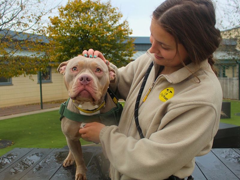 Winnie | American Bully Pocket | Manchester - 7