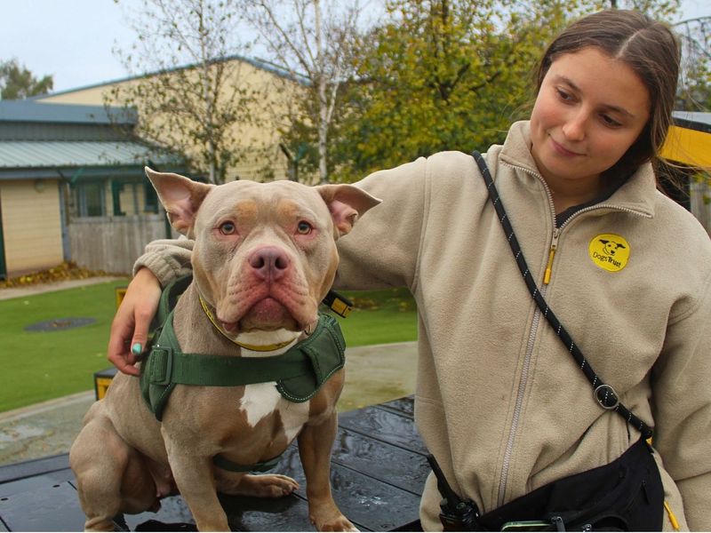 Winnie | American Bully Pocket | Manchester - 2