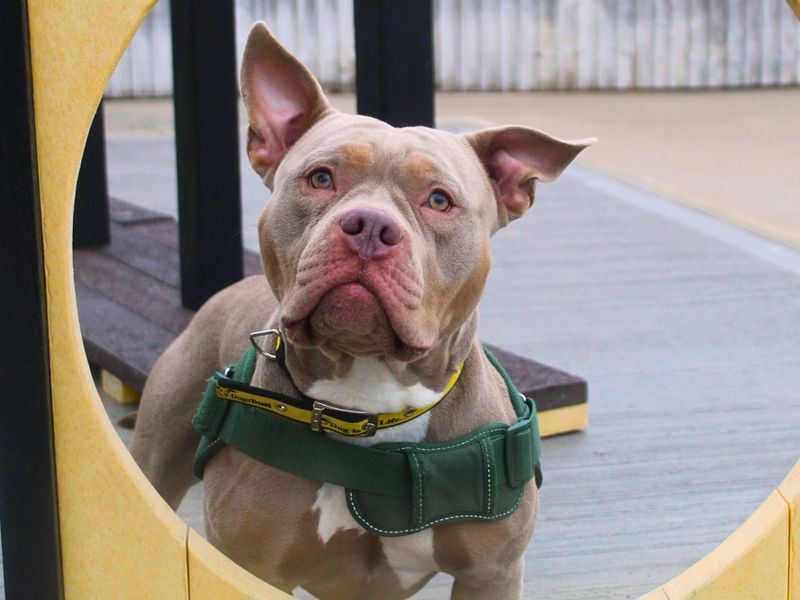 Winnie | American Bully Pocket | Manchester - 3