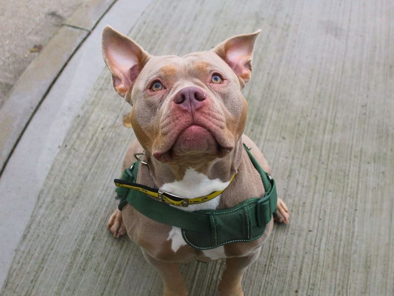 Winnie | American Bully Pocket | Manchester - 4