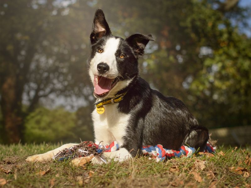 Cowboy | Collie (Border) | Kenilworth (West Midlands) - 3